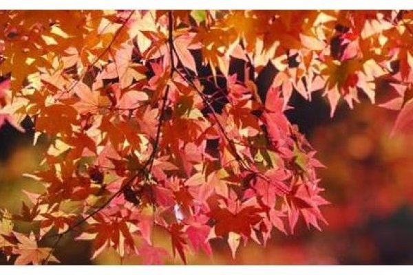 金玉良缘与生肖的奇妙缘分-新乐天