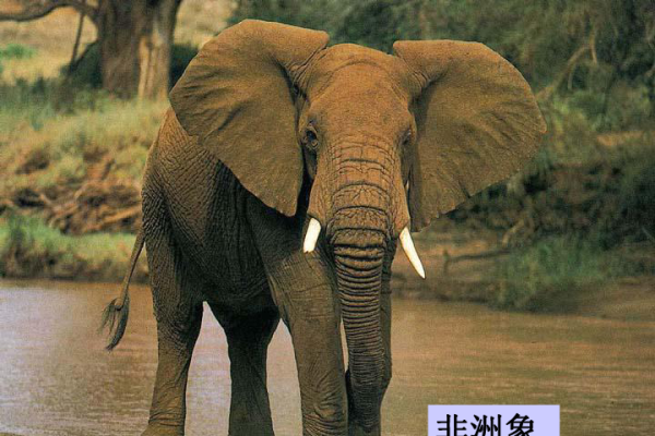 急中生智最正确的动物—大象-新乐天