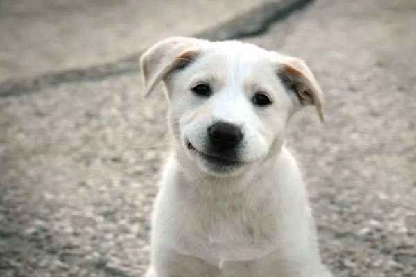 家中宠物对应生肖是狗-新乐天