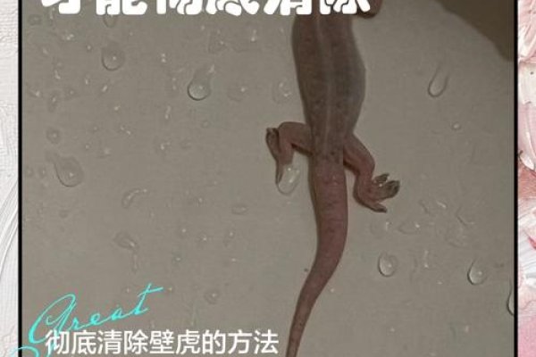 家中有壁虎，传统预兆与科学解读-新乐天