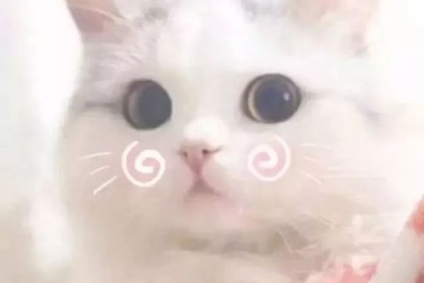 可爱点的网名，打造你的专属萌宠昵称-新乐天