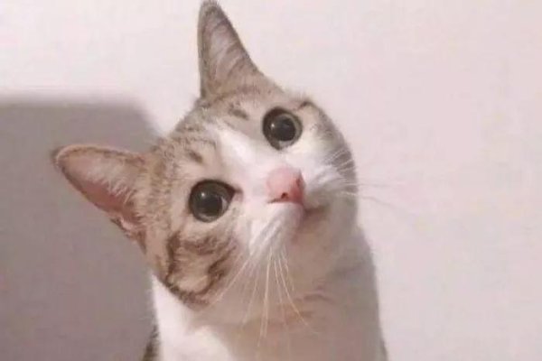 可爱的群名，为你的社交圈增添一抹温馨色彩-新乐天