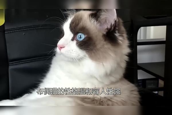 可爱宠物名字，开启宠物世界里的甜蜜秘境-新乐天