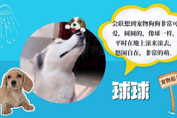 可爱狗狗名字大全,为你的宠物寻找完美的名字-新乐天