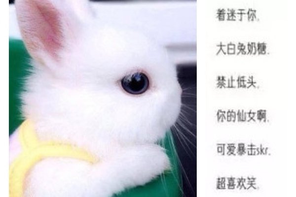 可爱QQ网名，打造你的专属萌宠昵称-新乐天