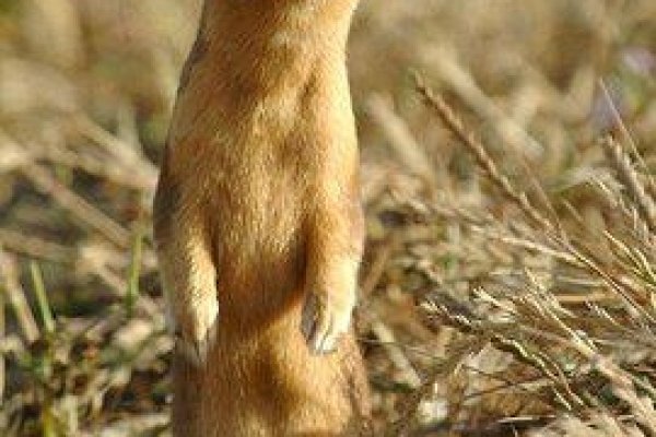 看见黄鼠狼，城市中的神秘访客-新乐天