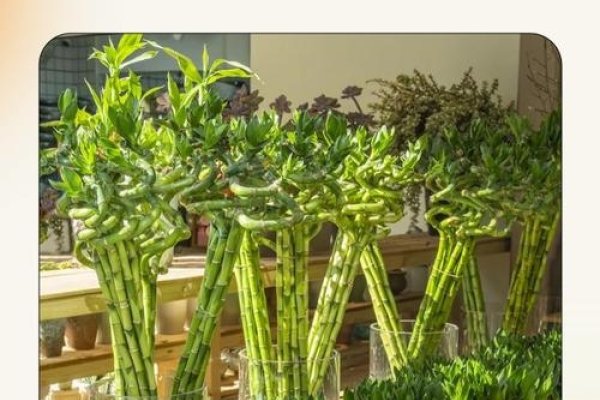 开运竹的养护秘籍，打造幸运绿植的秘诀-新乐天