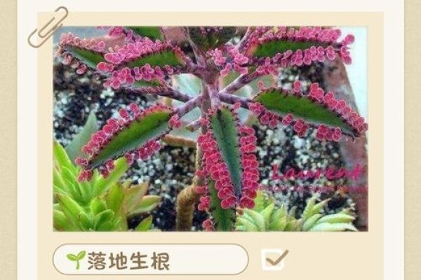 落地生根生肖揭秘-新乐天