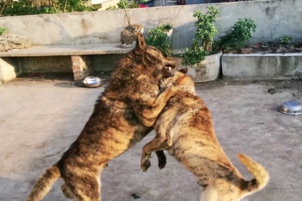 两虎相争打生肖-新乐天