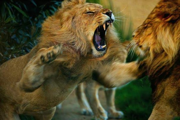 两雄相争,究竟哪一生肖会成为胜者?-新乐天