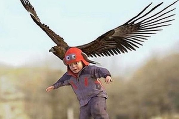 老鹰抓小孩，自然界的惊险一幕与人类对自然的敬畏-新乐天