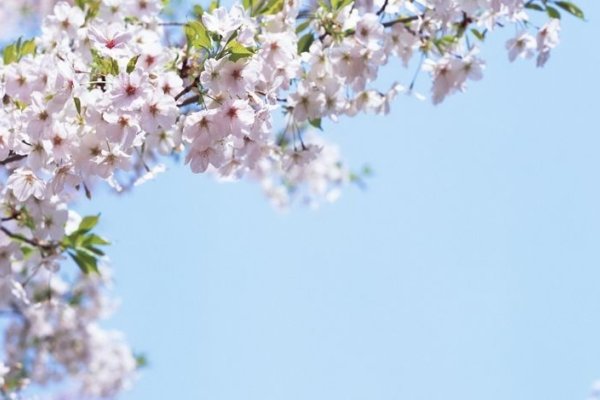 落英缤纷之谜,探寻背后的生肖之秘-新乐天