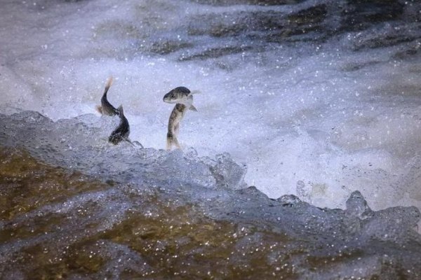 梦回河岸，捕捉记忆中的鱼-新乐天