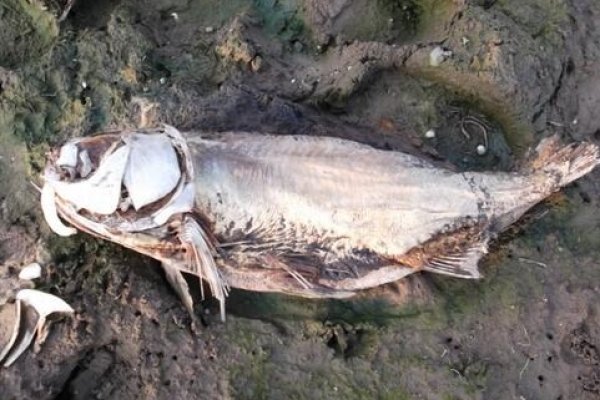 梦回水底，解析梦见很多死鱼的深层含义-新乐天