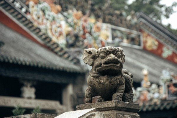 梦回丛林，与老虎狮子的不期而遇-新乐天