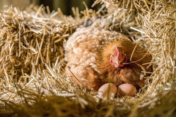 梦回田园，母鸡下蛋的温馨梦境-新乐天