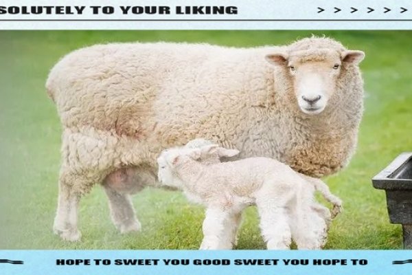 梦见别人杀羊，梦境背后的深层含义-新乐天