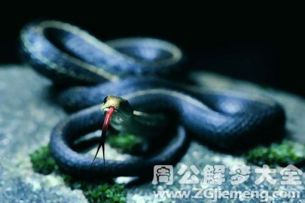 梦见被蛇咬的含义-新乐天