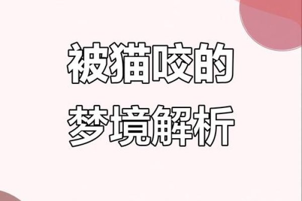 梦见被猫追咬，猫的温柔诱惑与自我疗愈的双重启示-新乐天