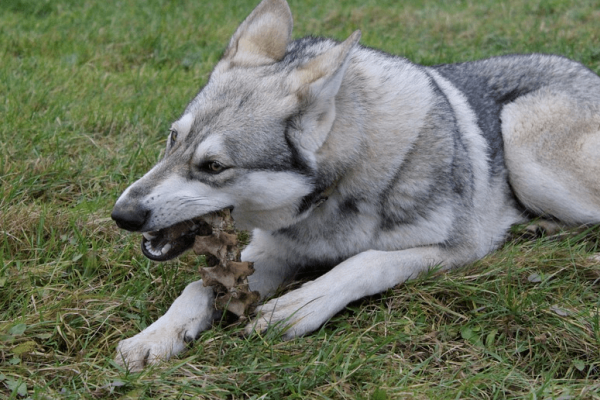 梦见被狼狗咬，梦境背后的深层含义与解析-新乐天