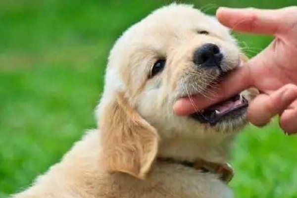 梦见被狗咬手,寓意与心理解析-新乐天