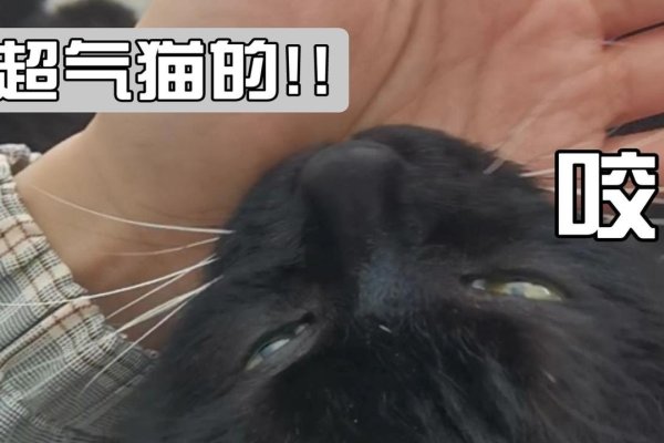 梦见被猫追咬，警惕隐私泄露与小人算计-新乐天