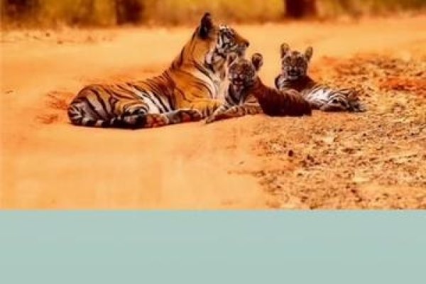 梦见穿新鞋，寻梦路上的奇幻梦境-新乐天