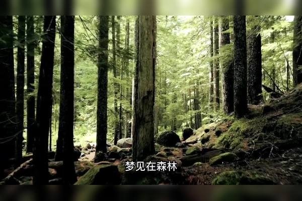 梦见大火烧山，探索精神力量与生命启示-新乐天