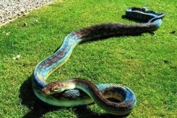 梦见大蛇是什么预兆-新乐天