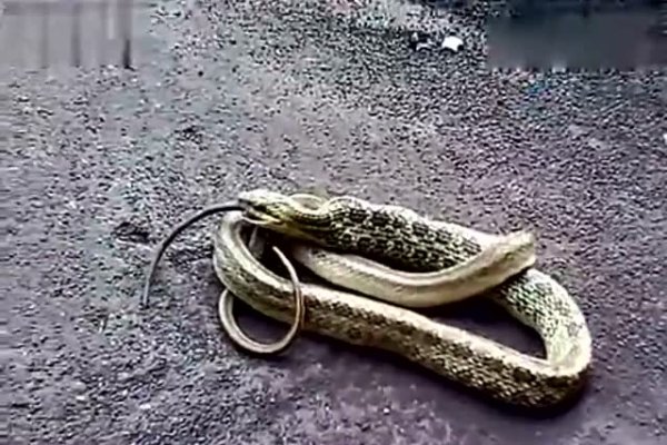 梦见大蛇吃小蛇，梦境背后的深层含义-新乐天