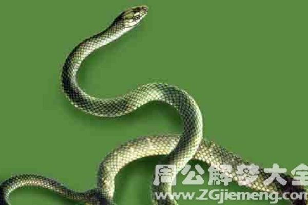 梦见很多的蛇，探寻梦中蛇之神秘内涵-新乐天