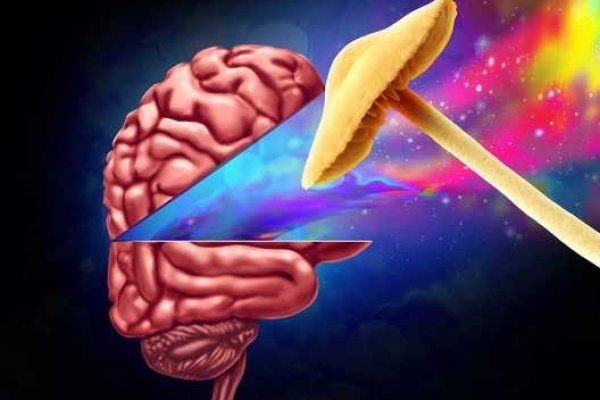 梦境迷踪，解析梦见蟒蛇吃蛇的深层含义-新乐天