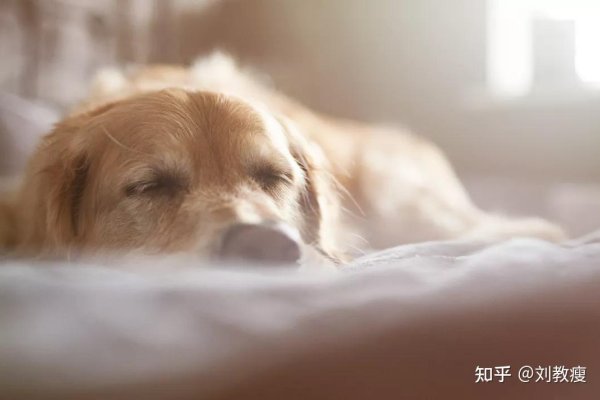 梦境奇缘，解析梦见狗咬狗的神秘寓意-新乐天