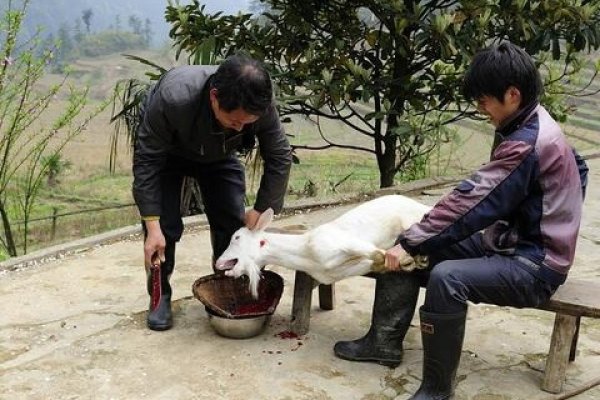 梦见杀羊，预示家庭好事与争吵破财的预兆-新乐天