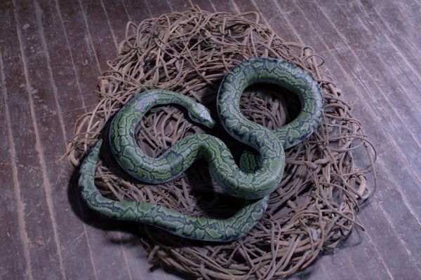 梦境里的蛇，一场生命的抉择-新乐天