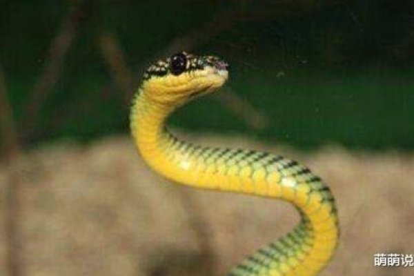 梦见蛇的预兆解析，性格、爱情与潜意识冲突的梦境解读-新乐天