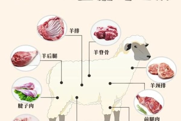 梦见羊肉解析-新乐天