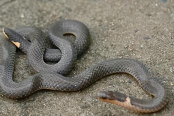 梦见蛇攻击自己，梦境背后的深层含义与解析-新乐天