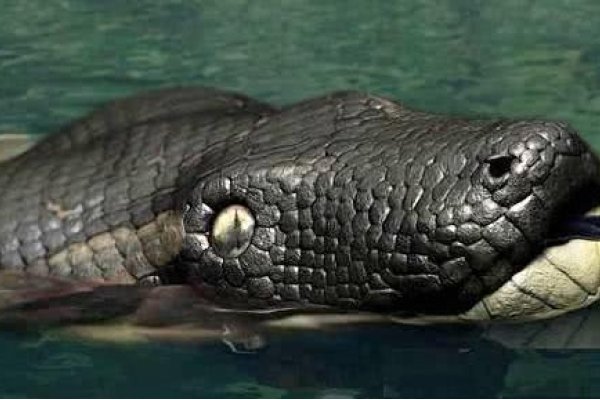 梦见蟒蛇追我，梦境背后的深层含义与解析-新乐天