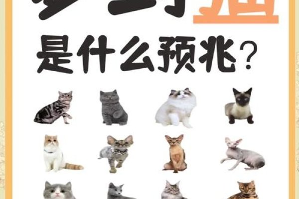 梦境猫预示机遇与感情，多只猫暗示幸福兆头-新乐天