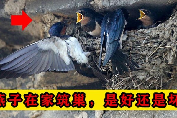 梦见燕子筑巢，寓意与心灵启示-新乐天