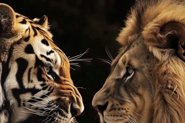 梦境中的猛兽，狮子与老虎的神秘对话-新乐天