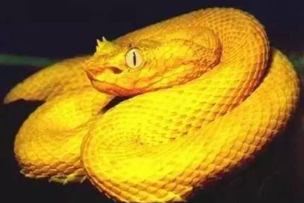 梦境中的蛇，双重预言中的灵性启示-新乐天