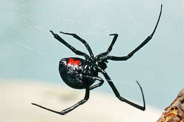 梦境之谜，黑蜘蛛的寓言-新乐天