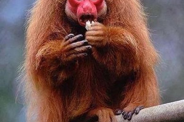 面目全非的生肖—猴-新乐天