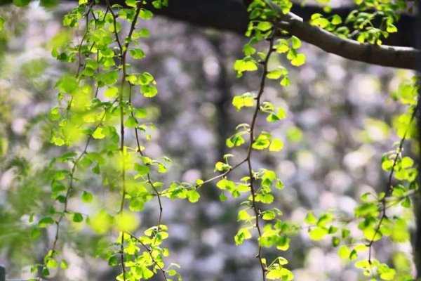 门前一株槐树，四季栖息的灵韵与生命之美-新乐天