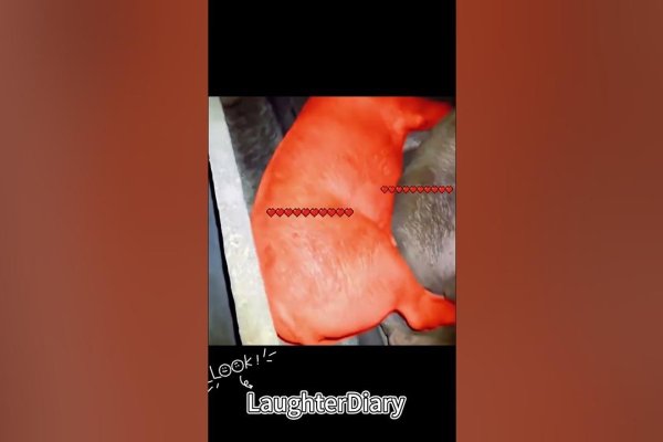 每日一笑，生肖的欢乐时光-新乐天