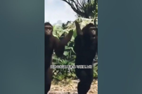 每日一笑，生肖猴逗趣解谜-新乐天