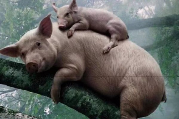 母猪上树与生肖之谜-新乐天