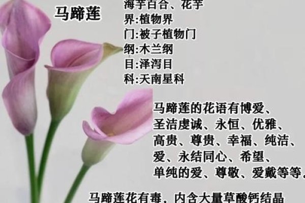 马蹄莲的花语解析-新乐天